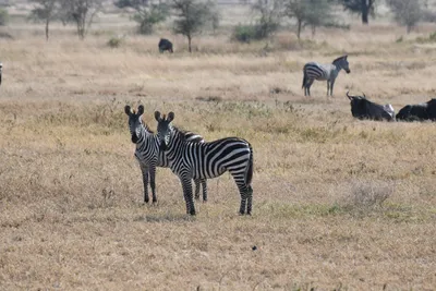 DSC_3402 (Large).JPG